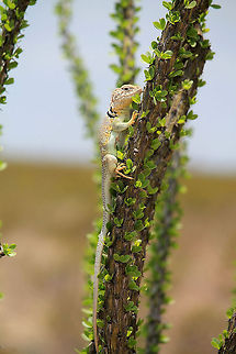 Eastern collared lizard on ocotillo  Crotaphytus collaris,Eastern collared lizard,Fouquieria splendens,ocotillo