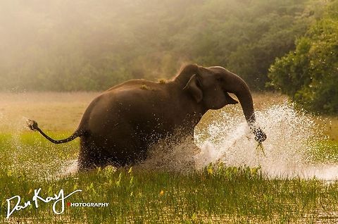 The Wild Elephant  Asian elephant,Elephas maximus