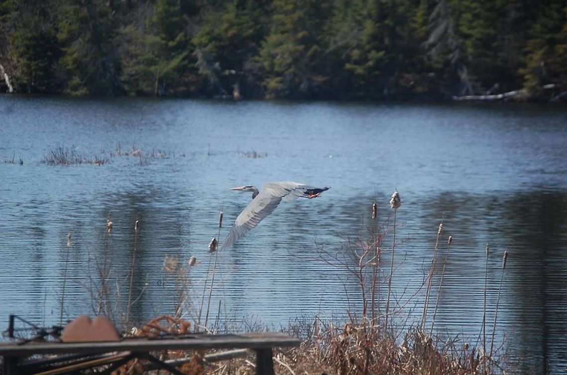 Great Blue Heron- Kearney, Ont.  Ardea herodias,Canada,Geotagged,Great Blue Heron