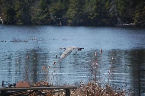 Great Blue Heron- Kearney, Ont.  Ardea herodias,Canada,Geotagged,Great Blue Heron
