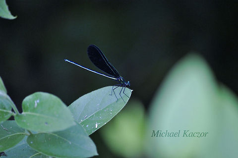 Electric Dragonfly This is actually a damselfly not a dragonfly but Electric Damselfly just didn't sound as good. I came upon a small group of these sitting in the shade of a large bush one day while walking. Calopteryx maculata,Ebony Jewelwing,Geotagged,Michael Kaczor,United States,Virginia,bright,damselfly,dragonfly,electric