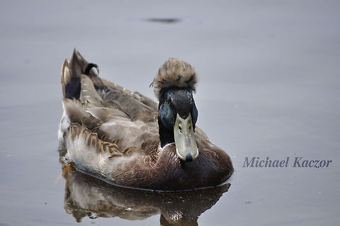 Duck with a unique style While out at a local lake I saw this guy with his unique "hair style". I hadn't seen anything like it before and found it quite interesting. Anas platyrhynchos,Mallard,Michael Kaczor,Virginia,duck,lake,mallard,pond,unique,water,waterfowl