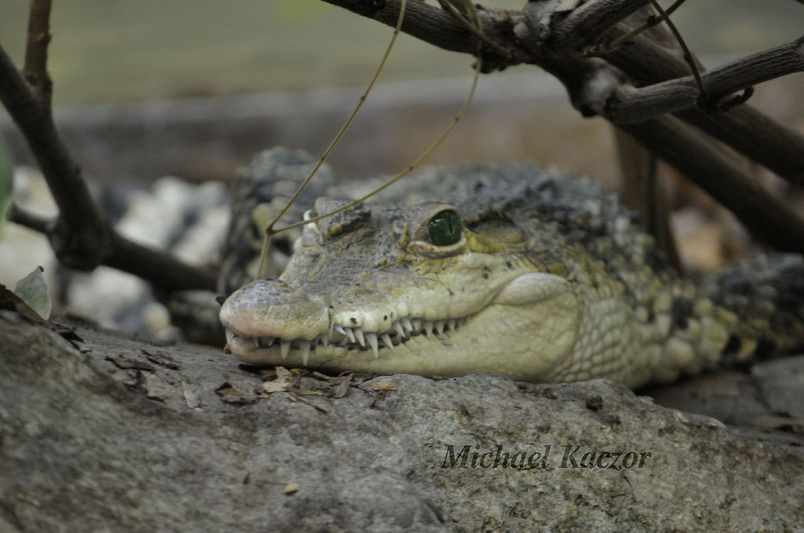 Croc A photograph of a Crocodile that I&#039;ve had for quite a while now.  Crocodile,Geotagged,Michael Kaczor,United States,reptile,scales,teeth