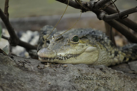 Croc A photograph of a Crocodile that I've had for quite a while now.  Crocodile,Geotagged,Michael Kaczor,United States,reptile,scales,teeth