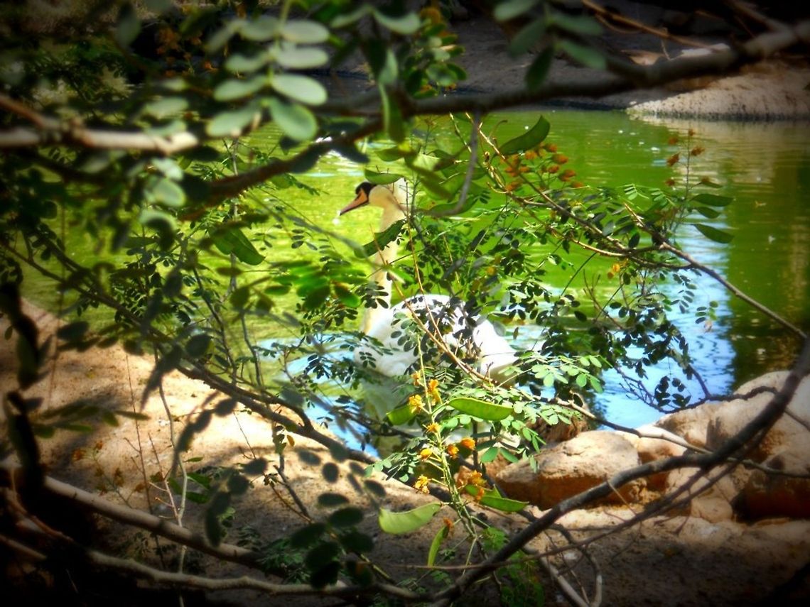 Secret swan A swan enjoying the water.  Cygnus olor,Mute Swan,swan,tree,water,wildlife