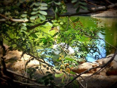 Secret swan A swan enjoying the water.  Cygnus olor,Mute Swan,swan,tree,water,wildlife