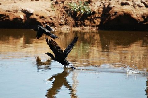 Cormorants  Flight