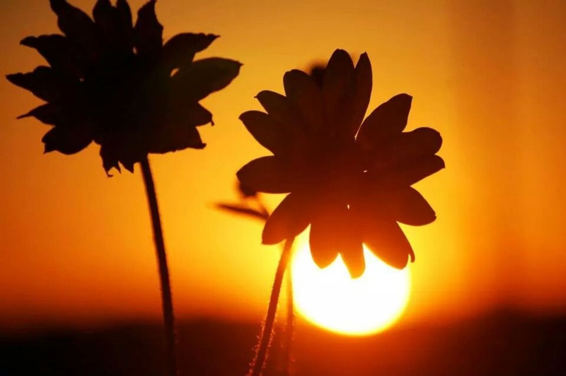 Sunny sunflowers