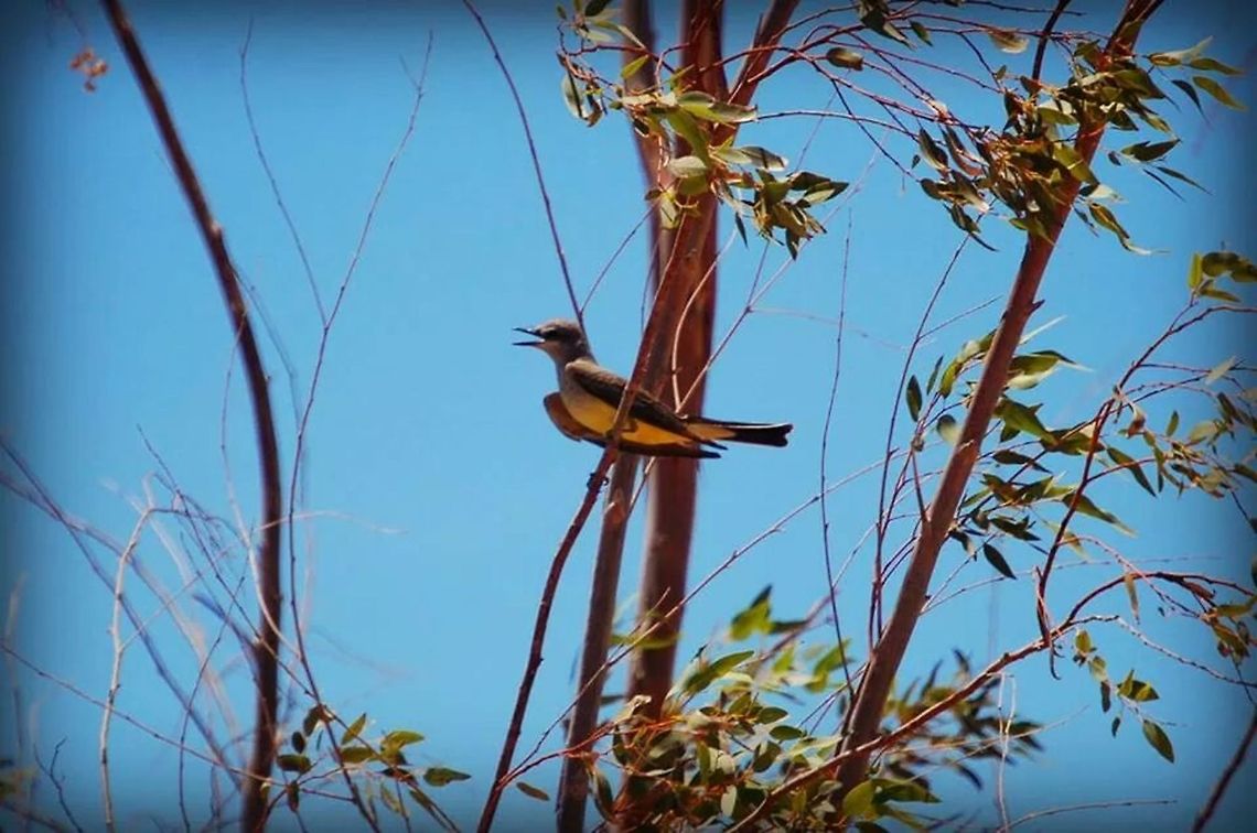 Singing bird