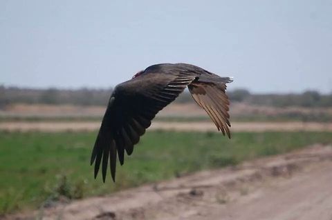Vulture