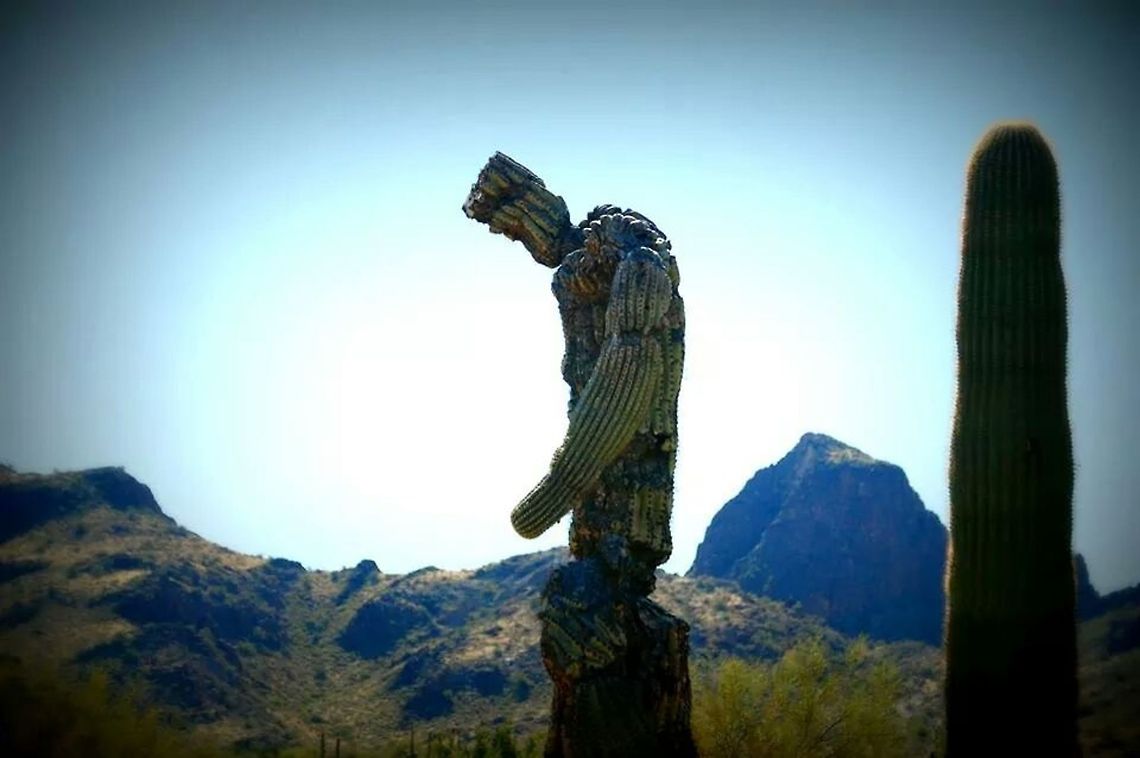 Cactus man. A cactus that resembles a man.
