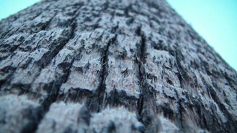 The living tree. Bark on a palm tree.