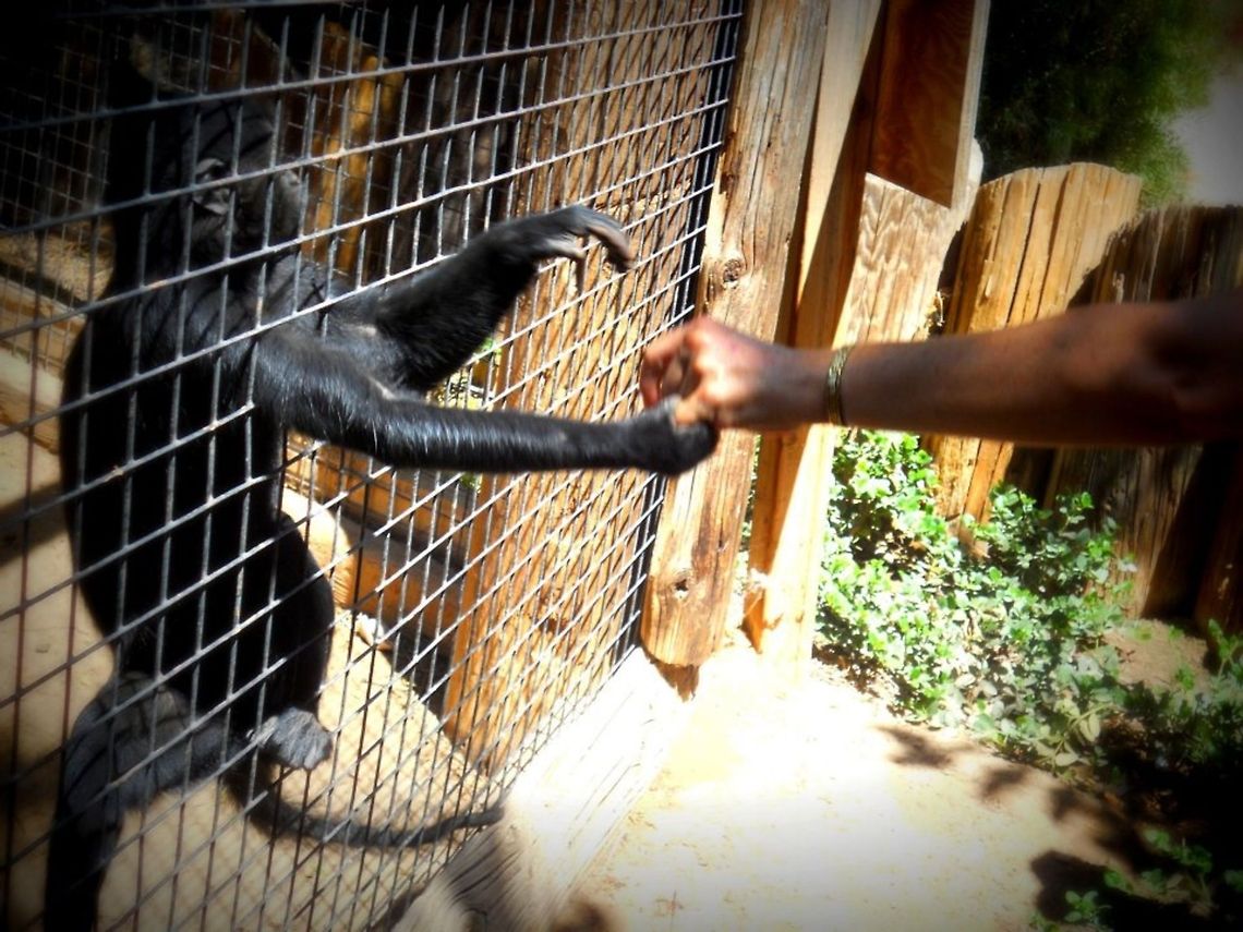 My buddy Captured at the Wildlife World zoo. He either wanted to be her friend, or wanted her jewelry. This picture, to me, speaks volumes.  zoo