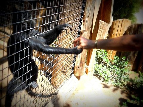My buddy Captured at the Wildlife World zoo. He either wanted to be her friend, or wanted her jewelry. This picture, to me, speaks volumes.  zoo