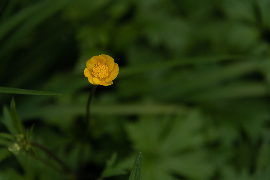 Unknown  Geotagged,Germany,Spring