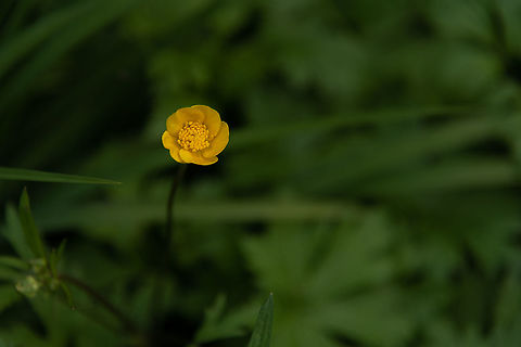 Unknown  Geotagged,Germany,Spring