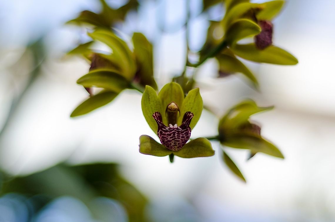 Orchide  Geotagged,Germany,Spring