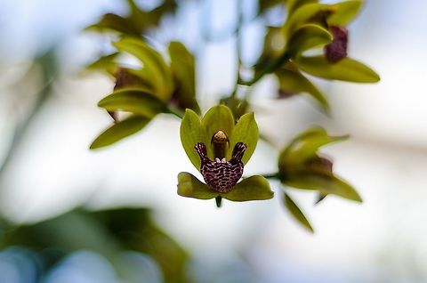 Orchide  Geotagged,Germany,Spring