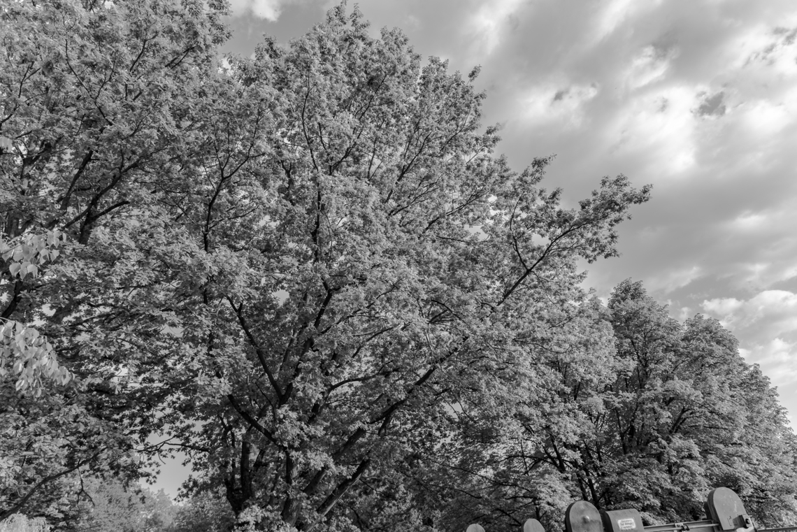 Monochrome