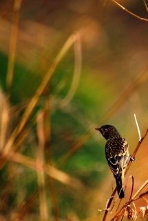 Indian Bird A small indian bird found in the terrains of the Panchgani, Maharashtra, India. Geotagged,India,Pied bush chat,Saxicola caprata,bird,nature,wildlife