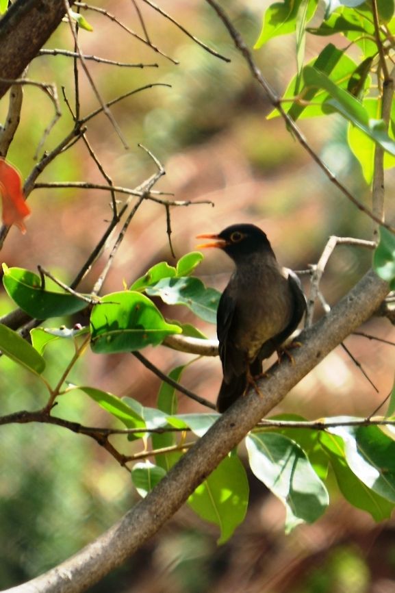 Turdus simillimus This bird was pictured in the ghats of panchgani, india. This is very shy bird, hard to found for click but continuously singing a same repetitive melody. Bird look like hybrid of crow and indian mayna Geotagged,India,Indian blackbird,Turdus simillimus,nature,wildlife