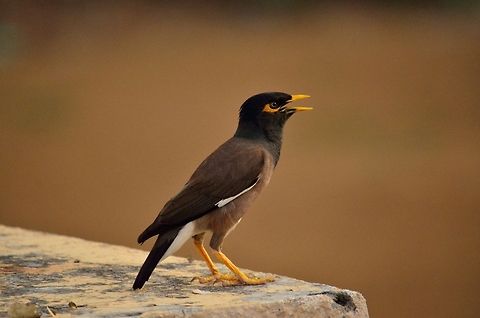 Indian Myna My beautiful and vocal neighbour Acridotheres tristis,Common Myna,Geotagged,India