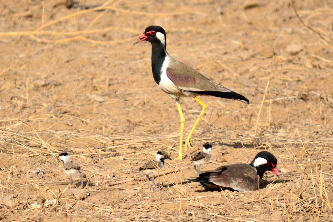 Lapwing family The lapwing parents with three chicks Geotagged,India,Red-wattled Lapwing,Vanellus indicus,Vanellus tricolor