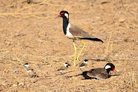 Lapwing family The lapwing parents with three chicks Geotagged,India,Red-wattled Lapwing,Vanellus indicus,Vanellus tricolor