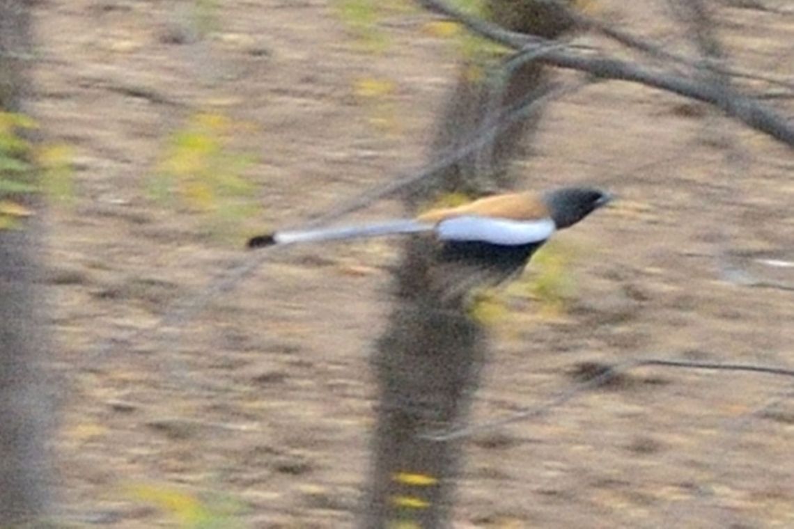 Rufous Treepie  Dendrocitta vagabunda,Geotagged,India,Rufous Treepie