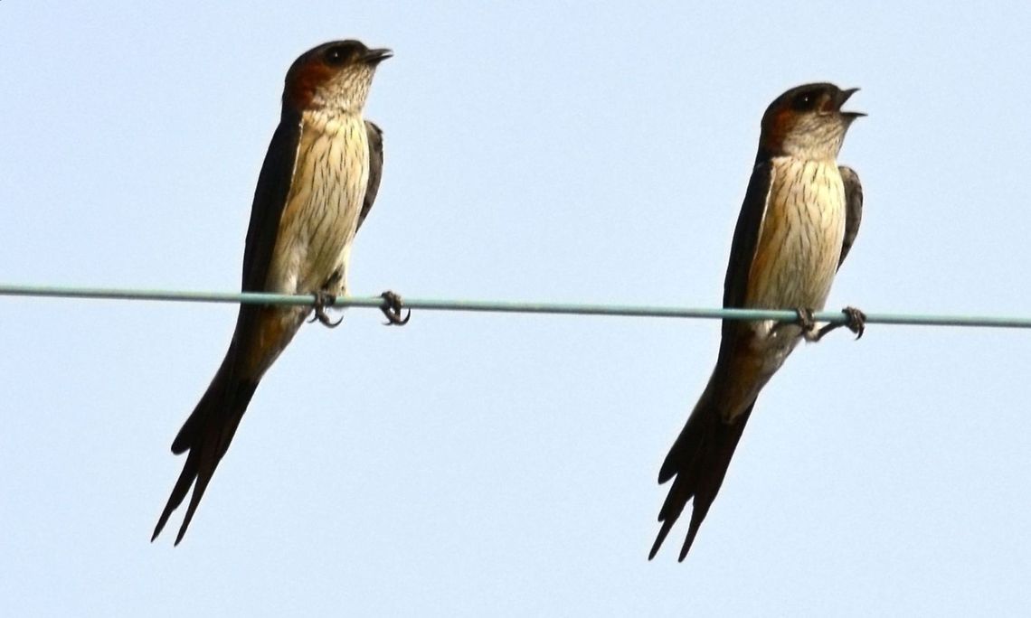 Red-rumped swallow This couple came on the roof of my apartment at late evening daily. Its photo-shyness and darkness of evening creates problems in taking photographs.  Cecropis daurica,Geotagged,India,Red-rumped swallow