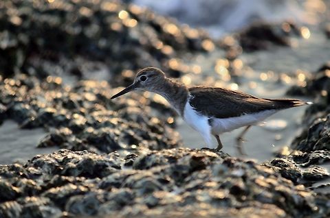 goan bird this small bird found at the coast of goa, Arabia Ocean part, INDIA Actitis hypoleucos,Common sandpiper,Geotagged,India,bird