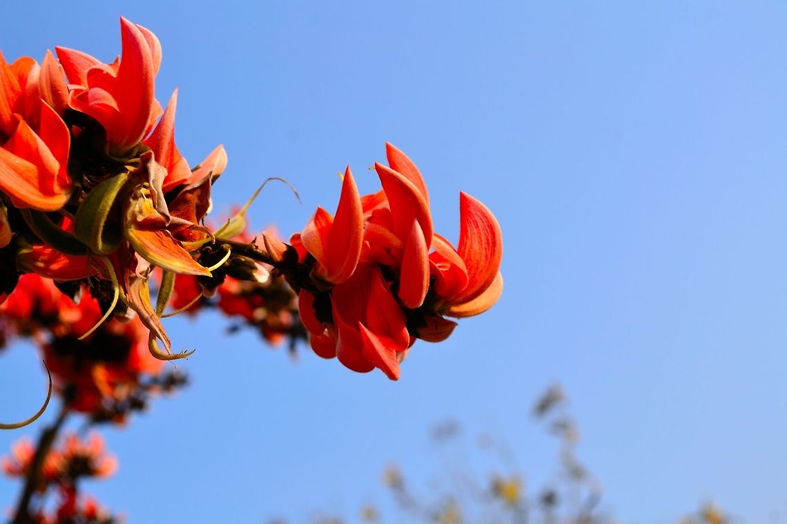 Kesudo flower of Gujarat Beautiful flower of Gujarati local tradition Butea monosperma,Geotagged,India,flower