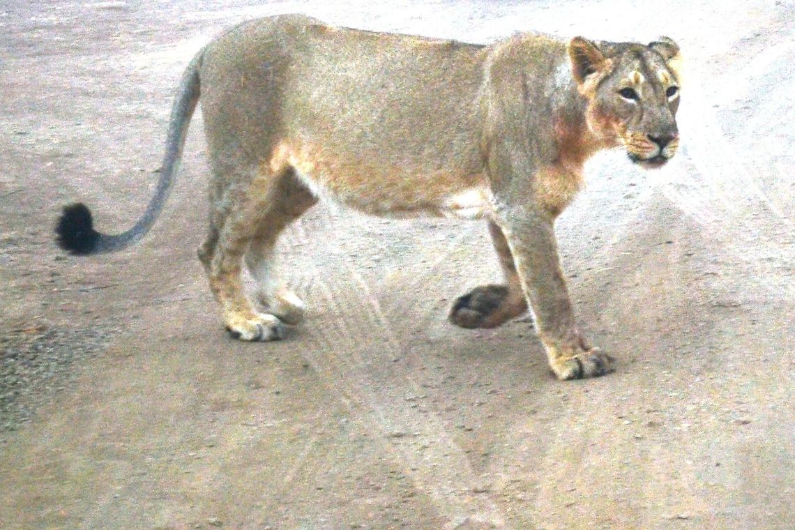 the indian lioness the indian lioness of gir forest Geotagged,India,Lion,Panthera leo