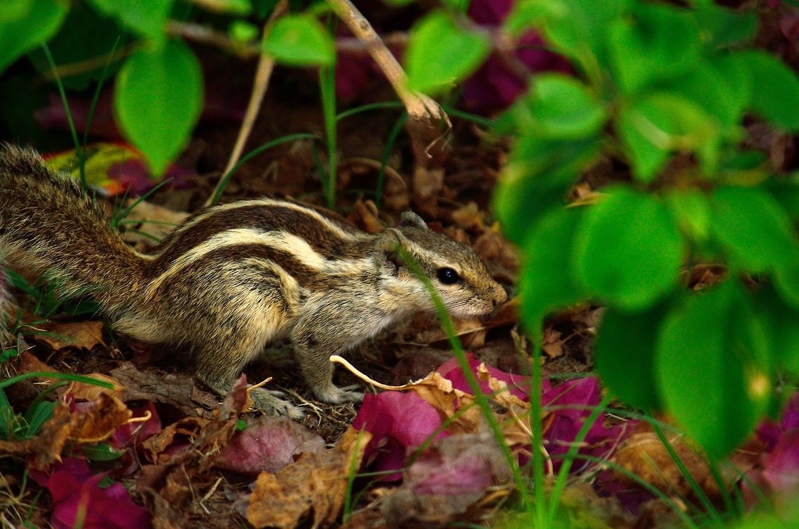 Indian Palm Squirrel  Funambulus palmarum,Geotagged,India,Indian palm squirrel
