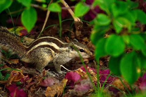 Indian Palm Squirrel  Funambulus palmarum,Geotagged,India,Indian palm squirrel