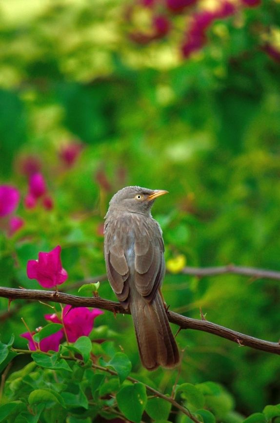 Jungle babbler  Geotagged,India,Jungle Babbler,Turdoides striata