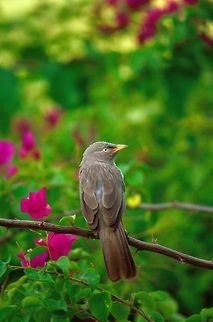 Jungle babbler  Geotagged,India,Jungle Babbler,Turdoides striata