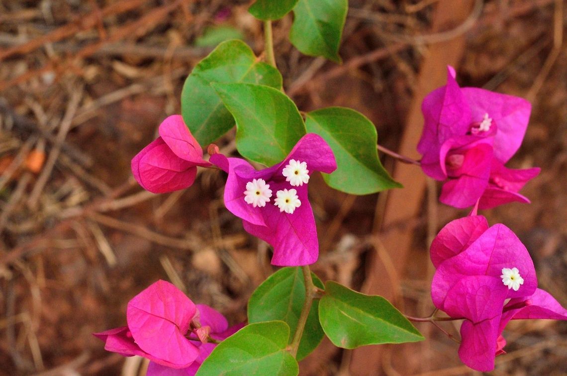 Bougainvillea  Bougainvillea glabra,Geotagged,India