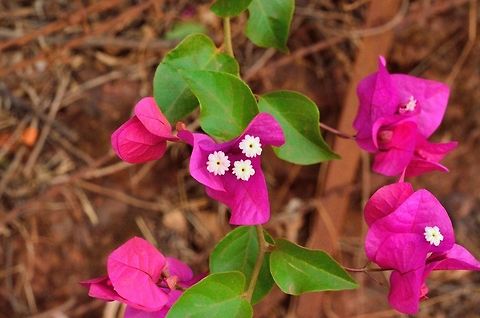 Bougainvillea  Bougainvillea glabra,Geotagged,India