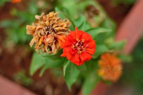 Orange flower  Geotagged,India,Zinnia elegans