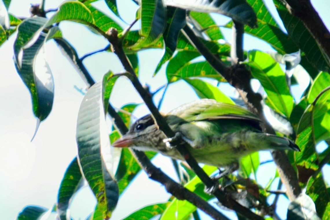 Coppersmith Barbet Chick  Coppersmith Barbet,Geotagged,India,Megalaima haemacephala
