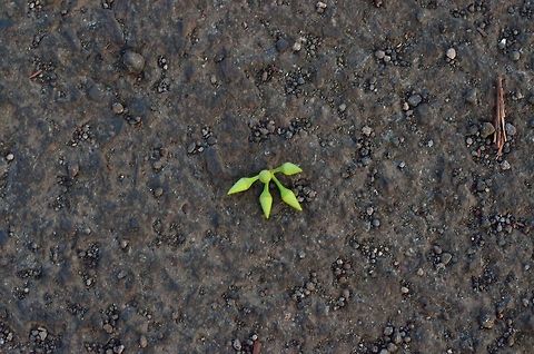 Eucalyptus bud  Geotagged,India