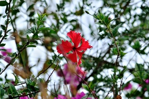 Hibiscus flower  Chinese hibiscus,Geotagged,Hibiscus rosa-sinensis,India