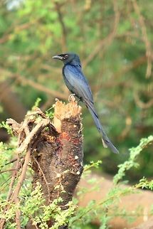 Ashy Drongo  Ashy Drongo,Black Drongo,Dicrurus leucophaeus,Dicrurus macrocercus,Geotagged,India