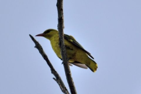 Indian Golden Oriole  Geotagged,India,Indian golden oriole,Oriolus kundoo