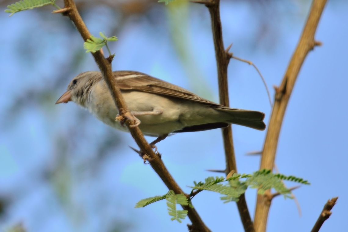 Yellow-throated sparrow  Geotagged,India,Petronia xanthocollis,Yellow-throated Sparrow