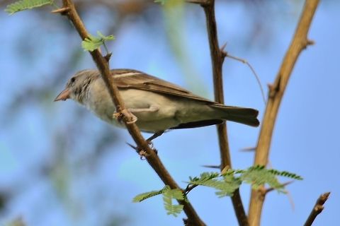 Yellow-throated sparrow  Geotagged,India,Petronia xanthocollis,Yellow-throated Sparrow