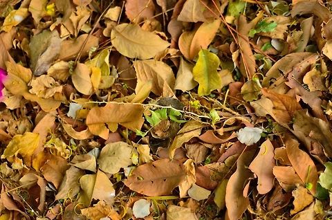 One of my favourite  Geotagged,India,art,leaves