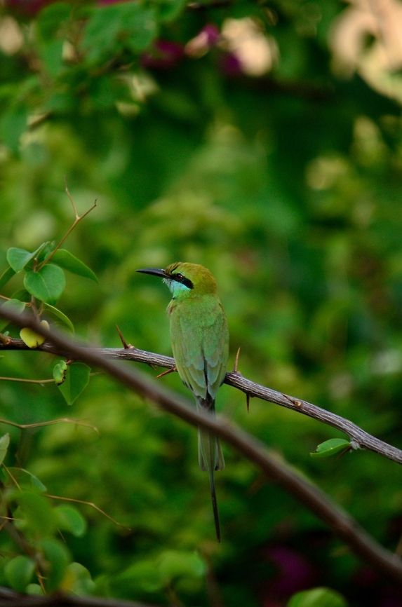 green Bee-eater  Geotagged,Green Bee-eater,India,Merops orientalis