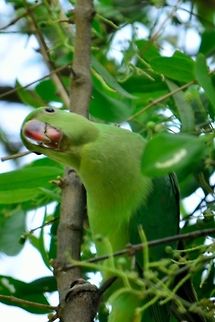 Curious Parrot  Barnardius zonarius,Geotagged,India,parrot